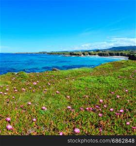 Summer blossoming Atlantic coastline landscape with pink flowers and two beaches Xuncos and Castros (Spain). Two shots stitch image.