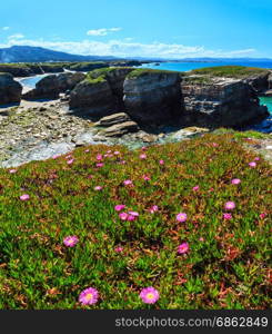 Summer blossoming Atlantic coastline landscape with pink flowers (Islas beach, Spain). Two shots stitch image.