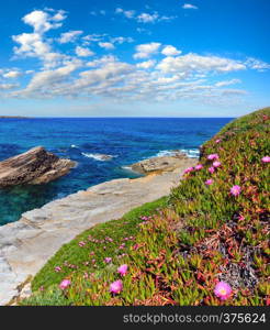 Summer blossoming Atlantic coastline landscape with pink flowers (Spain). Two shots stitch image.