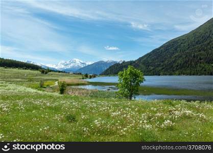 Summer blossoming dandelion Alpine meadow (Italy)