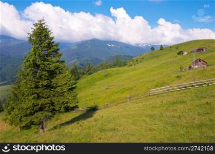 Summer blossoming green meadow with farmhouse (Carpathian Mt-s, Ukraine).