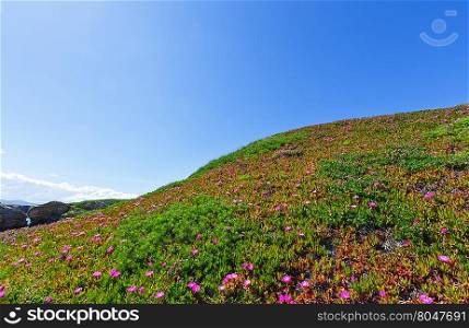 Summer blossoming hill with Carpobrotus pink flowers and blue sky.