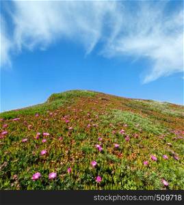 Summer blossoming hill with Carpobrotus pink flowers and blue sky with cloud
