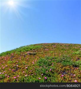 Summer blossoming hill with Carpobrotus pink flowers and blue sky with sunshine