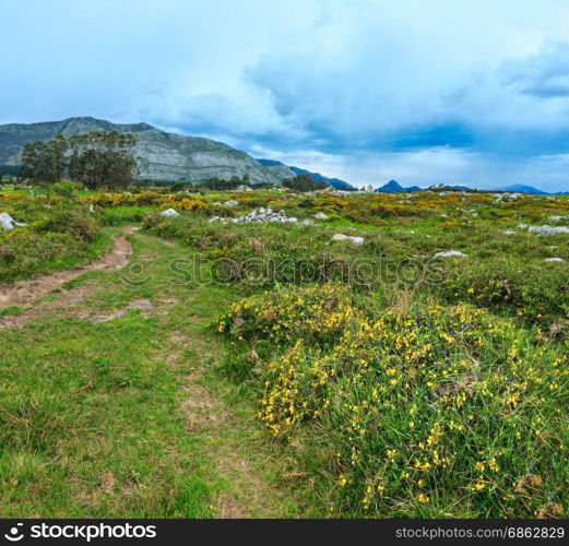 Summer blossoming hill with path, yellow bushes, stones and trees (near Camango, Asturias, Spain). Two shots stitch image.