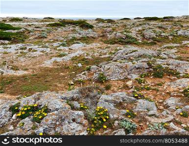 Summer blossoming rocky shore with yellow flowers.