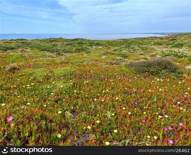 Summer blossoming shore with Carpobrotus flowers (known as pigface, ice plant).