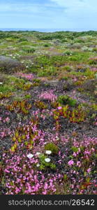 Summer blossoming shore with Carpobrotus flowers (known as pigface, ice plant).