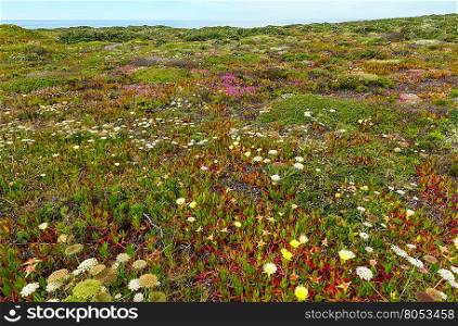 Summer blossoming shore with Carpobrotus flowers (known as pigface, ice plant).