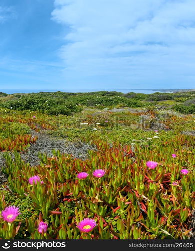 Summer blossoming shore with pink Carpobrotus flowers (known as pigface, ice plant).