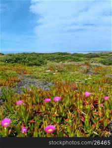 Summer blossoming shore with pink Carpobrotus flowers (known as pigface, ice plant).