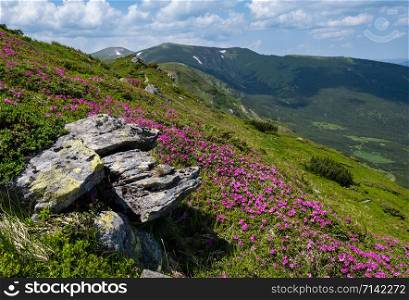 Summer blossoming slopes (rhododendron flowers) of Carpathian mountains, Chornohora, Ukraine.