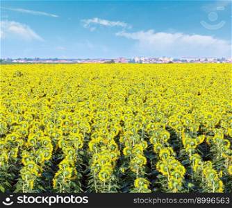 Summer blossoming sunflowers   Helianthus annuus  field and town on horizont
