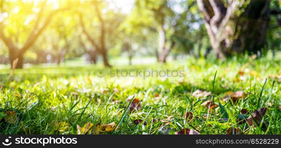 Summer blur bokeh background. Summer blur bokeh background. Green nature outdoor. Summer blur bokeh background