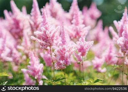Summer border or background with a pink flower. A beautiful nature scene with a blooming soft pink astilbe.