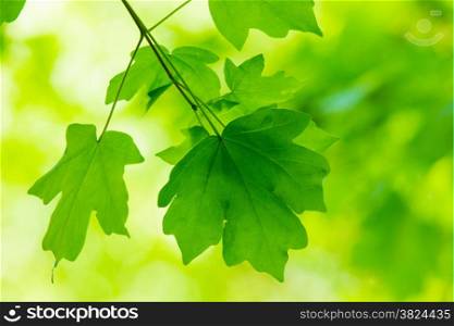 Summer branch with fresh green leaves