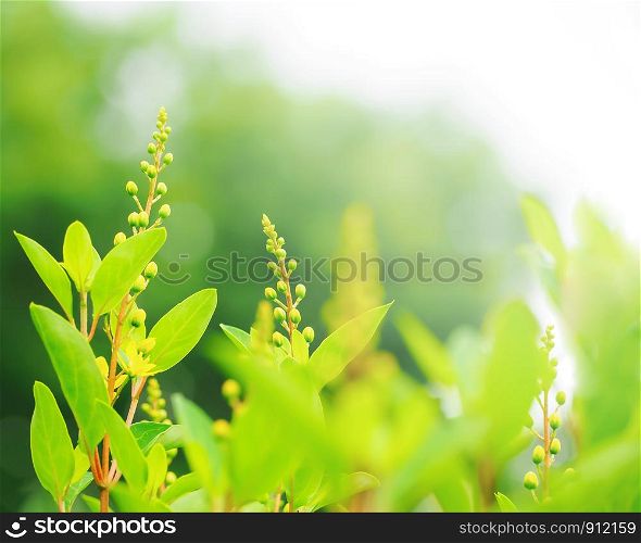 Summer branch with fresh green leaves background. Closeup nature view of green leaf in garden at summer under sunlight