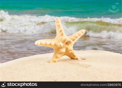 Summer concept. starfish on a beach