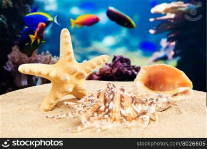 Summer concept. starfish on a beach