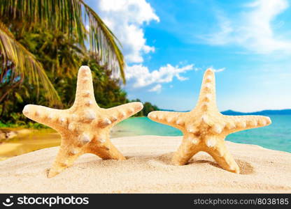 Summer concept. starfish on a beach