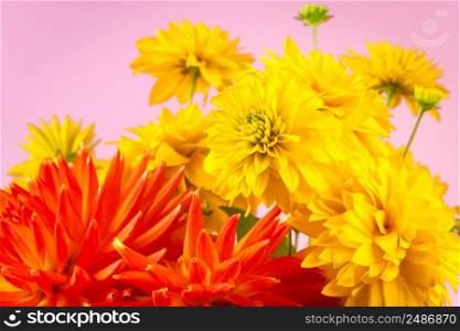 Summer concept. Yellow chrysanthemums and red dahlias on bright background. Greeting postcard.. Summer concept. Yellow chrysanthemums and dahlias on bright background. Greeting postcard.