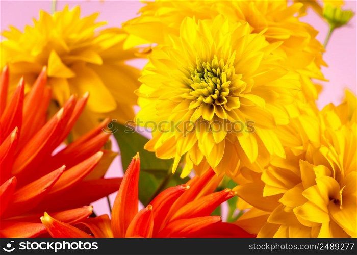 Summer concept. Yellow chrysanthemums and red dahlias on bright background. Greeting postcard.. Summer concept. Yellow chrysanthemums and dahlias on bright background. Greeting postcard.