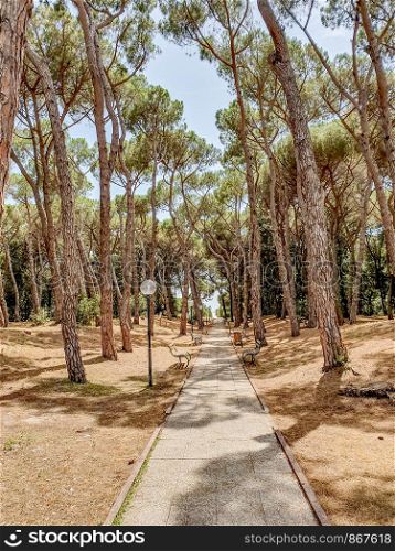 Summer coniferous park in Italy