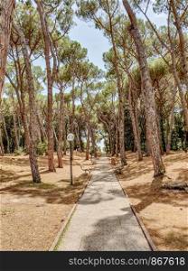 Summer coniferous park in Italy