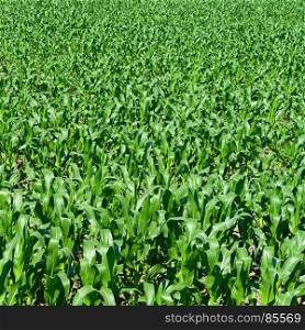 Summer corn field background. Top view.
