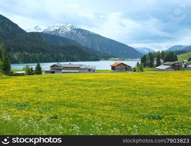 Summer country landscape with Davos Lake and dandelion meadow (Switzerland).