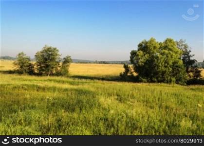 Summer country landscape with field and trees