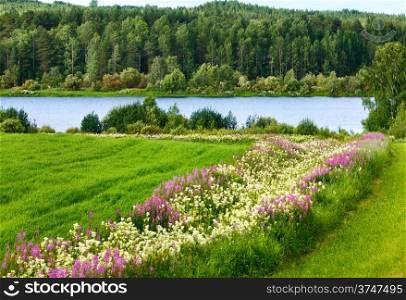 Summer country landscape with flowers on field and river (Sweden).