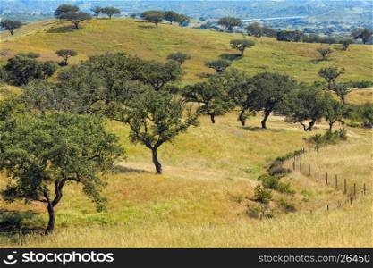 Summer country landscape with olive trees on slope. Portugal (between Lisboa and Algarve).