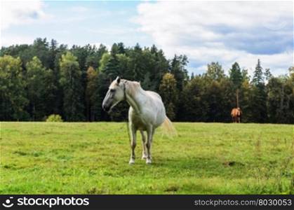 Summer country landscape with two horses grazing in a meadow