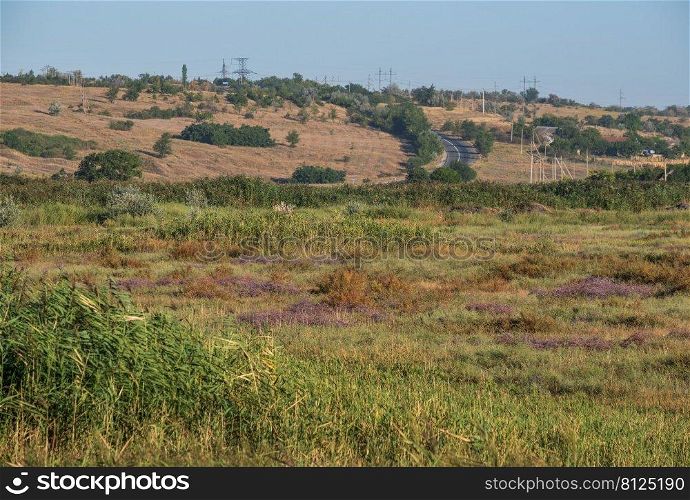 Summer countryside meadow, marshes with flowering purple heather flowers