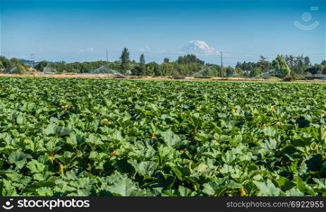 Summer crops grow in a field with Mount Rainier in the distance.