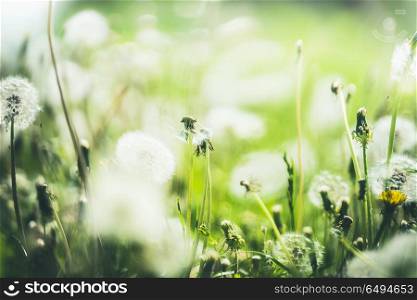 Summer dandelion nature background, outdoor, pasture
