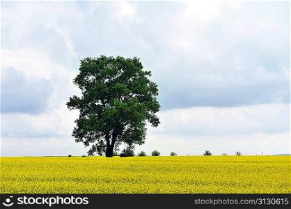 summer day before storm. single tree on yellow field