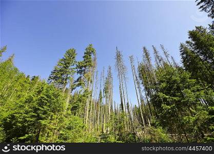 summer day in coniferous forest . landscape
