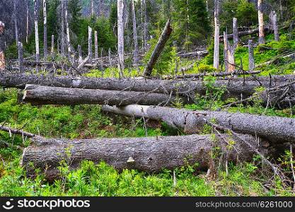 summer day in coniferous forest . landscape