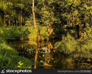 Summer day in the deep forest, abstract environmental backgrounds