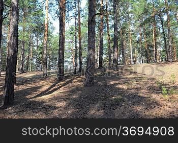 summer day pine forest scene