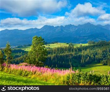 Summer evening mountain village outskirts with pink flowers in front and Tatra range behind(Gliczarow Gorny, Poland)