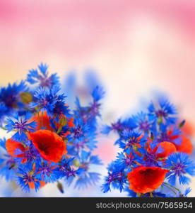 summer field flowers poppy and cornflower on fantasy pink bokeh background. poppy and cornflower