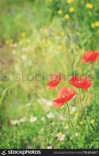 Summer field meadow with red poppy flowers and green grass, retro toned. Summer poppy filed