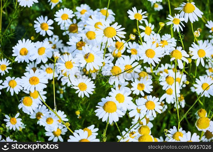 Summer field of blooming daisies defocused background. Beautiful landscape with daisies in the sunlight. White flowers in the summer meadow.. Summer field of blooming daisies defocused background