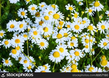 Summer field of blooming daisies. Summer field of blooming daisies. Beautiful landscape with daisies in the sunlight. White flowers in the summer meadow.