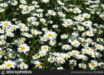 Summer field of daisies. Gardening concept. Summer field of daisies.