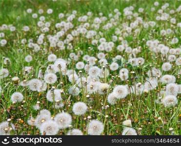 Summer field of dandelions flowers