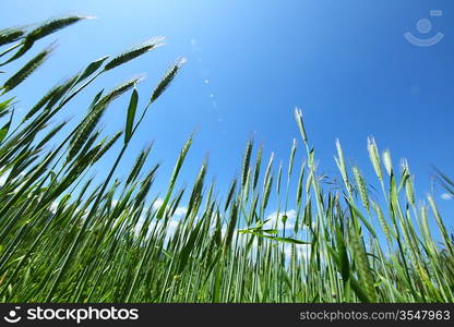 Summer field of wheat